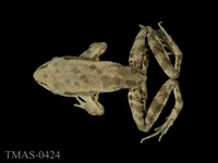 藏品(拉都希氏蛙)的圖片